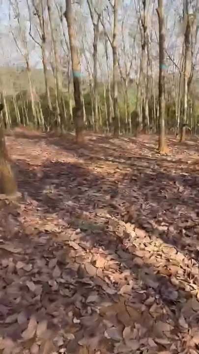 Đất nông nghiệp 3ha tại Xã Thống Nhất, Huyện Bù Đăng, giá 3 tỷ - Cơ hội đầu tư tuyệt vời!