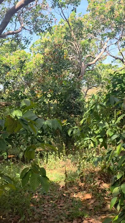 Farm 1.3ha tại Quốc lộ 14, Xã Thọ Sơn, Giá 1.85 tỷ - Đầu tư sinh lời ngay!