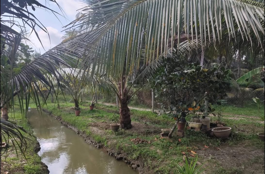 Đất nền 500m² tại Tân Phú Tây, Mỏ Cày Bắc - Giá chỉ 330 triệu