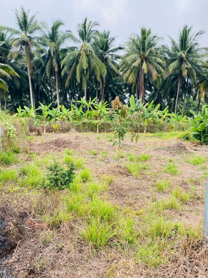 Đất vườn 1200m² tại Sơn Đông, Bến Tre - Giá chỉ 1.25 tỷ!