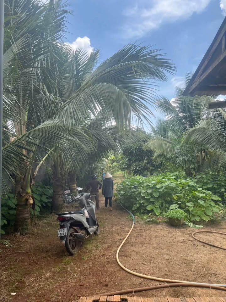 Đất thổ cư 200m² Đoàn Thị Điểm, Bảo Lộc giá 3.5 tỷ - Nắm bắt cơ hội ngay!