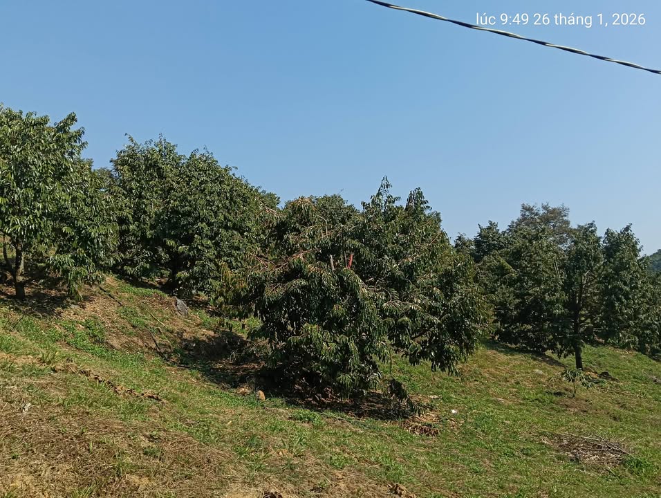 Farm đất vườn 70.000m² tại Lê Minh Xuân - Đường xe hơi tận nơi, giá thỏa thuận!