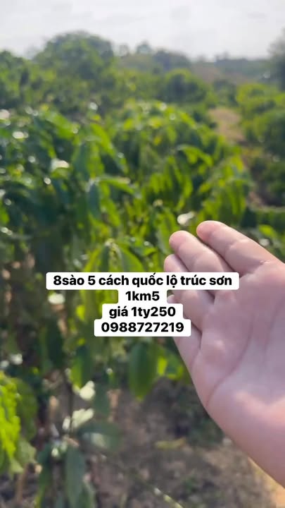 Farm 8.060m² tại Sơn Điền, Di Linh giá 1.25 tỷ - Đầu tư sinh lời ngay!