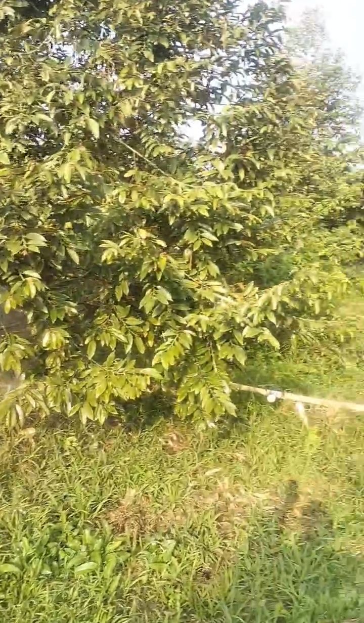 Đất Farm trồng sầu riêng 1.5 công tại An Thái Trung, Cái Bè, Tiền Giang - Giá 1.5 tỷ!