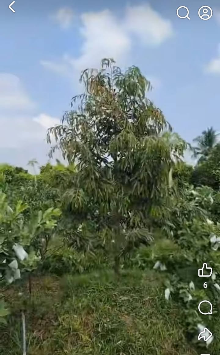 Farm vườn sầu riêng Cổ Cò Cái Bè 3200m² giá chỉ 550 triệu - Sổ riêng chính chủ!