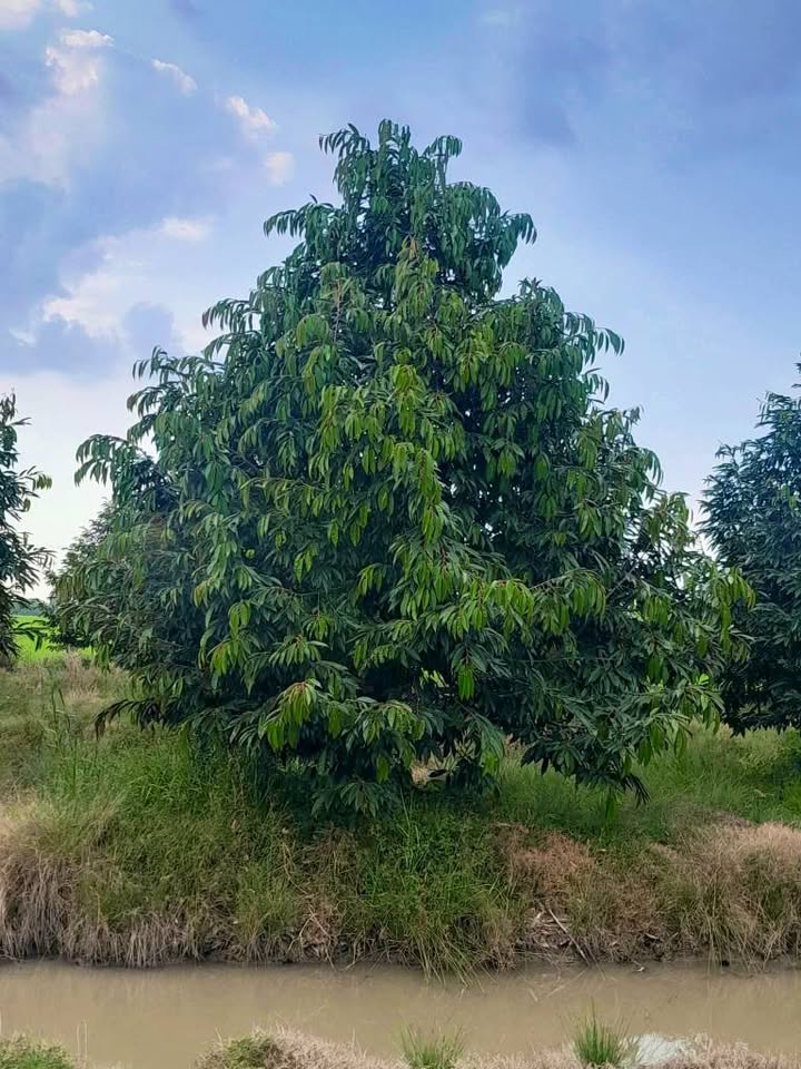 Cho thuê farm sầu riêng 70.000m² tại An Hữu - Đường nhựa ô tô vào tận nơi!