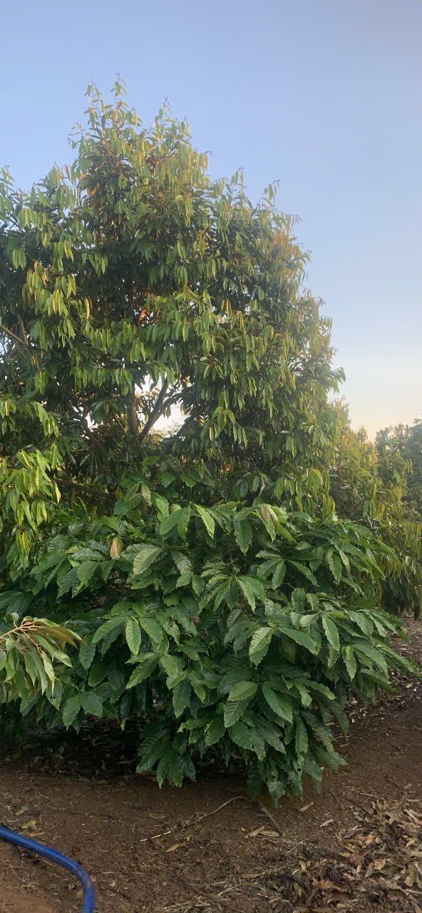 Đất Farm đẹp tại Xã Ea Drông - 8500m², chỉ 3.2 tỷ - Cơ hội đầu tư tuyệt vời!