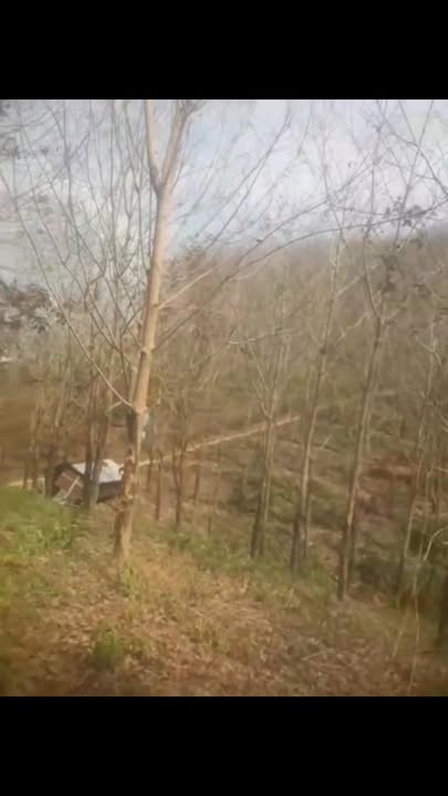 Farm 1,5ha tại Thôn 2 Đoàn Kết, Bù Đăng giá 700 triệu - Sổ đỏ chính chủ!