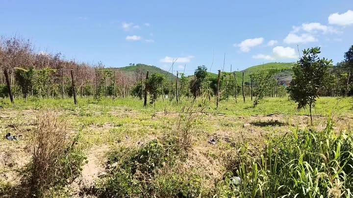 Đất nông nghiệp 1,5ha tại xã Ea Ô, huyện Ea Kar, giá chỉ 1 tỷ - Đầu tư sinh lời ngay!