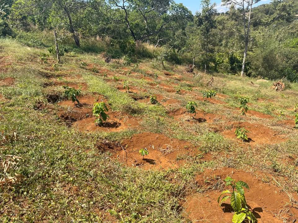 Farm 3 sào tại Đắk Ru Cũ - Quảng Tín - Lâm Đồng giá 650 triệu - Đầu tư sinh lời ngay!