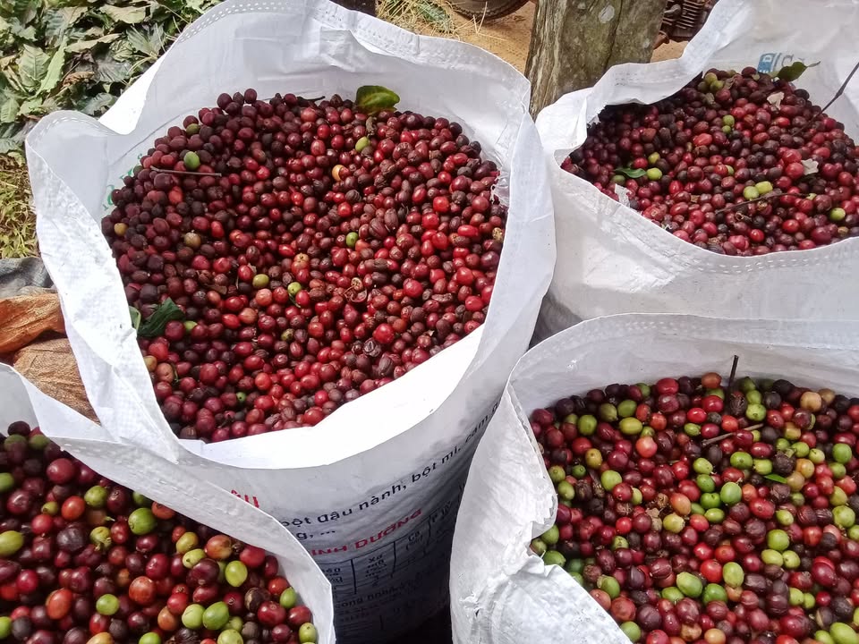 Đất nền 5 sào tại Xã Đắk R'Tíh, Huyện Tuy Đức, Đắk Nông - Giá thỏa thuận hấp dẫn!