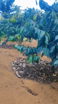 Đất Farm 1440m² tại Tân Thành, Đức Trọng - Giá chỉ 4 tỷ, cơ hội đầu tư tuyệt vời!