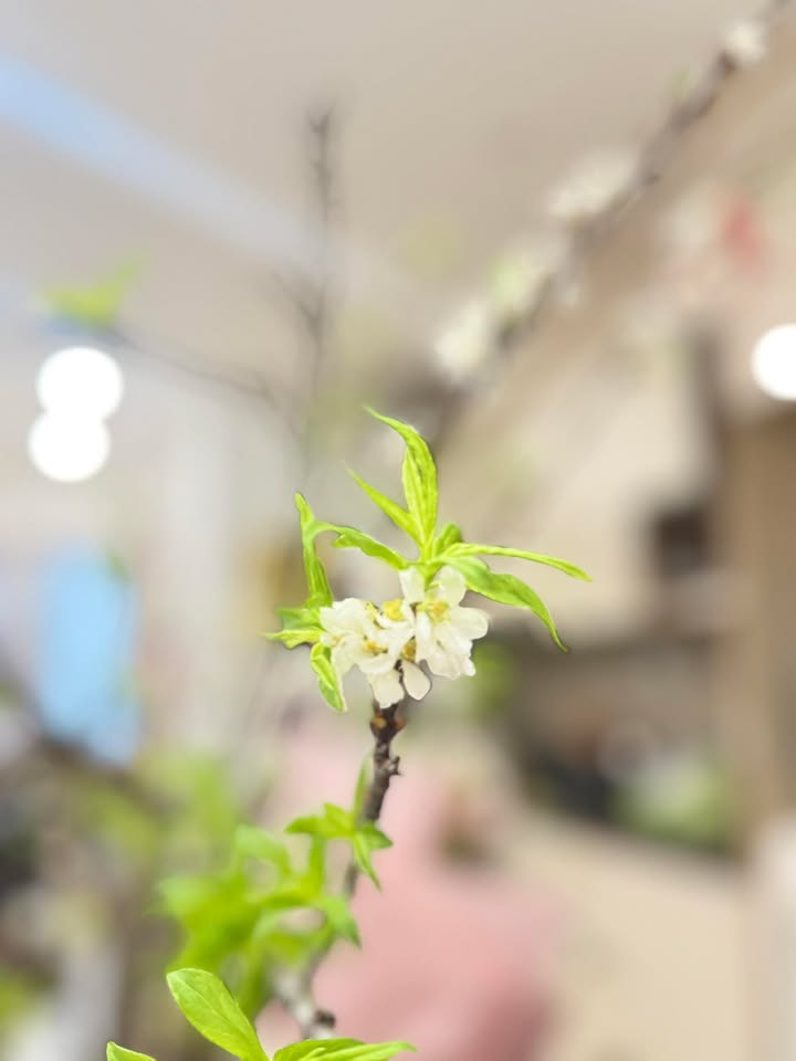 Căn hộ Vinhomes Smart City Tây Mỗ 46m² giá 4.15 tỷ - View bể bơi tuyệt đẹp!