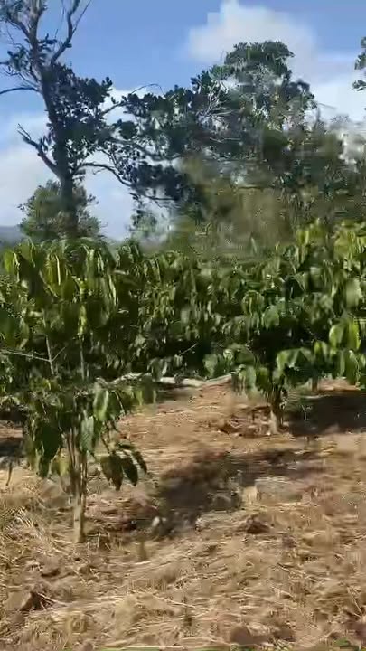 Đất nông nghiệp xã Ea H'leo 1,3ha giá 830 triệu - Đầu tư sinh lời ngay!