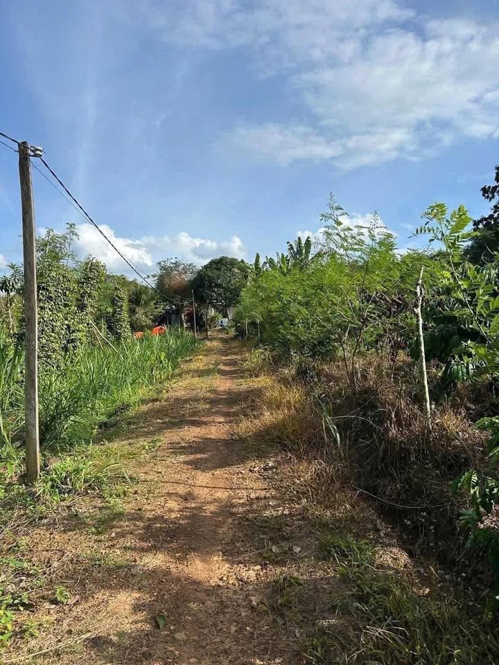 Đất Lộc Phú 2400m² giá 340 triệu - Sổ đỏ chính chủ, đất cao ráo, cây trái