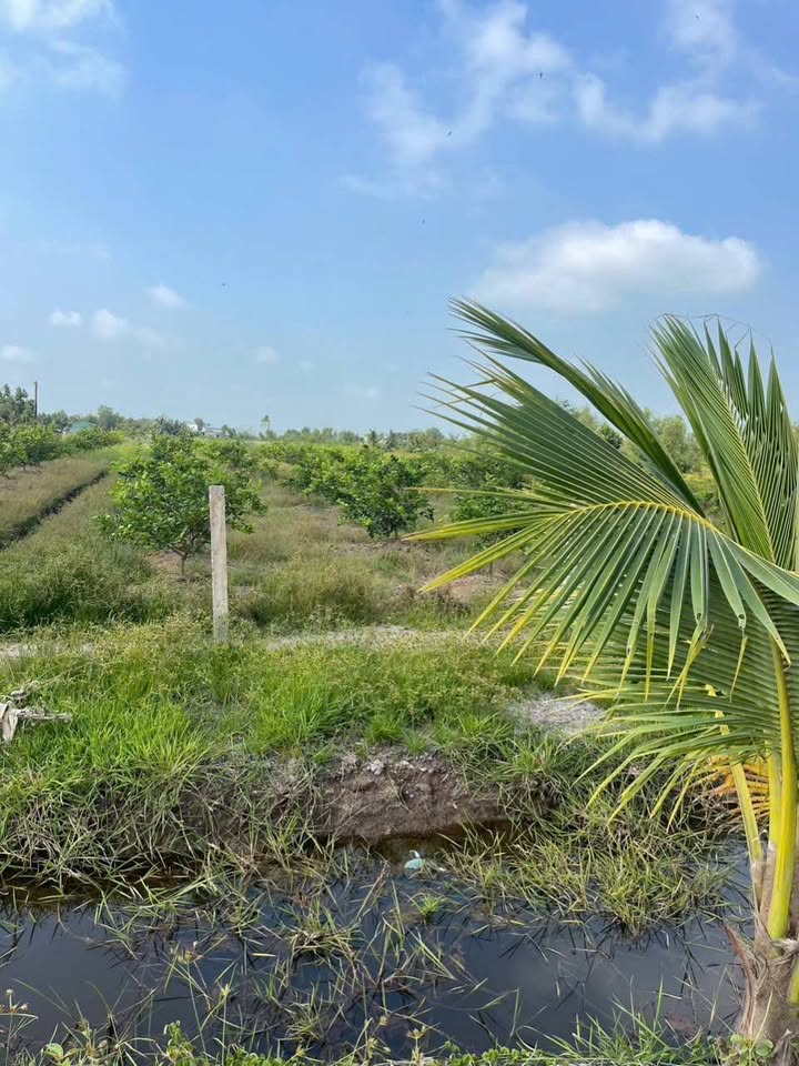 Đất vườn 2000m² tại Tân Thành, Thủ Thừa, Long An - Đầu tư lý tưởng!