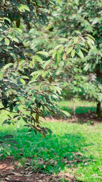 Mảnh vườn Sầu Riêng 1440m² mặt tiền đường nhựa Hàng Gòn giá 11 tỷ - Cơ hội đầu tư hấp dẫn!