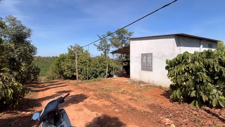 Đất Farm Đắk Sắk Đắk Mil 20.000m² giá 7.2 tỷ - Nguồn thu mạnh từ cây trồng!