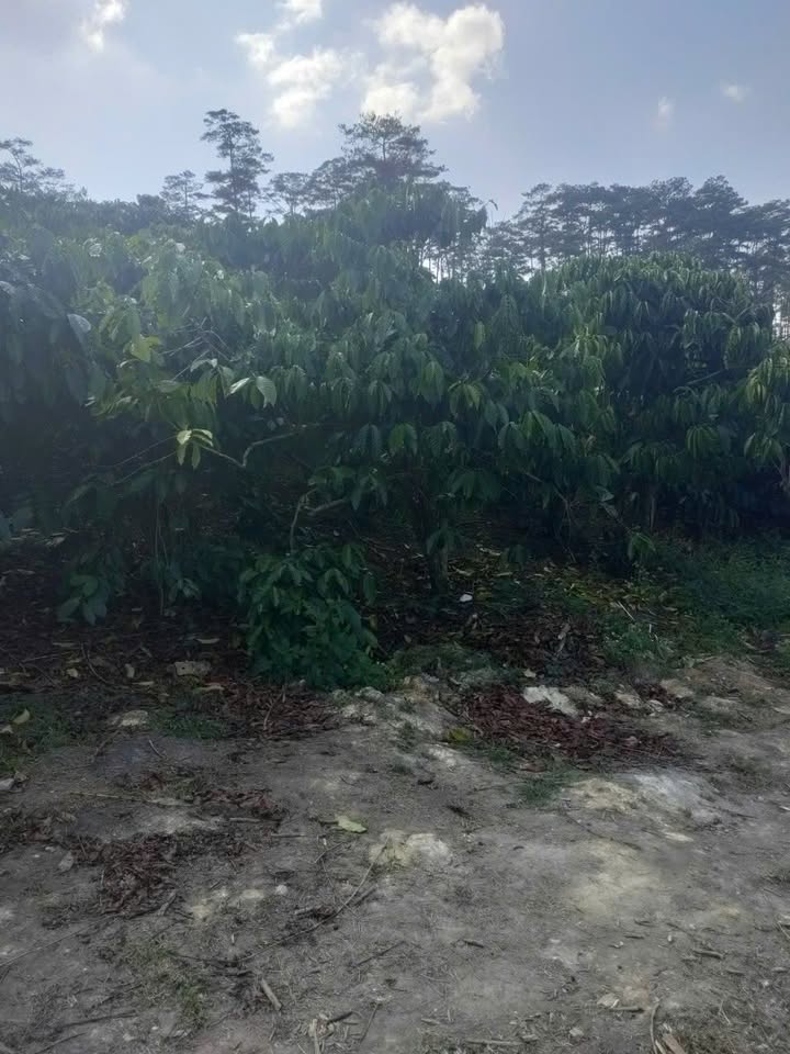 Đất nền 7.000m² tại Phi Liêng, Đam Rông - Cơ hội đầu tư không thể bỏ lỡ!