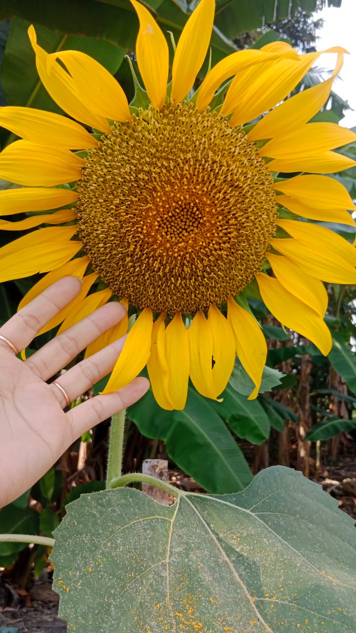 Nhà phố Ấp 5, Xã Bình Mỹ, Củ Chi 56m² giá 950 triệu - Sổ hồng đầy đủ, xe hơi vào tận nhà!