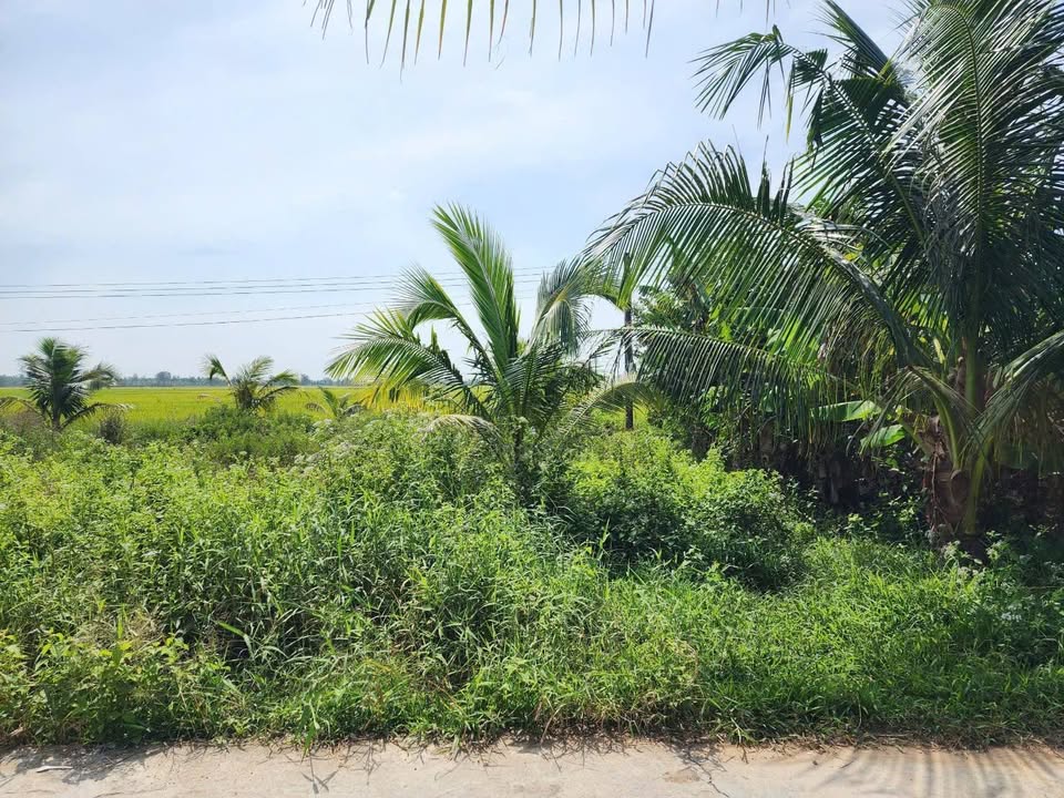 Đất nền Cống Cây Me, Cà Mau 115m² giá 240 triệu - Cơ hội đầu tư không thể bỏ lỡ!