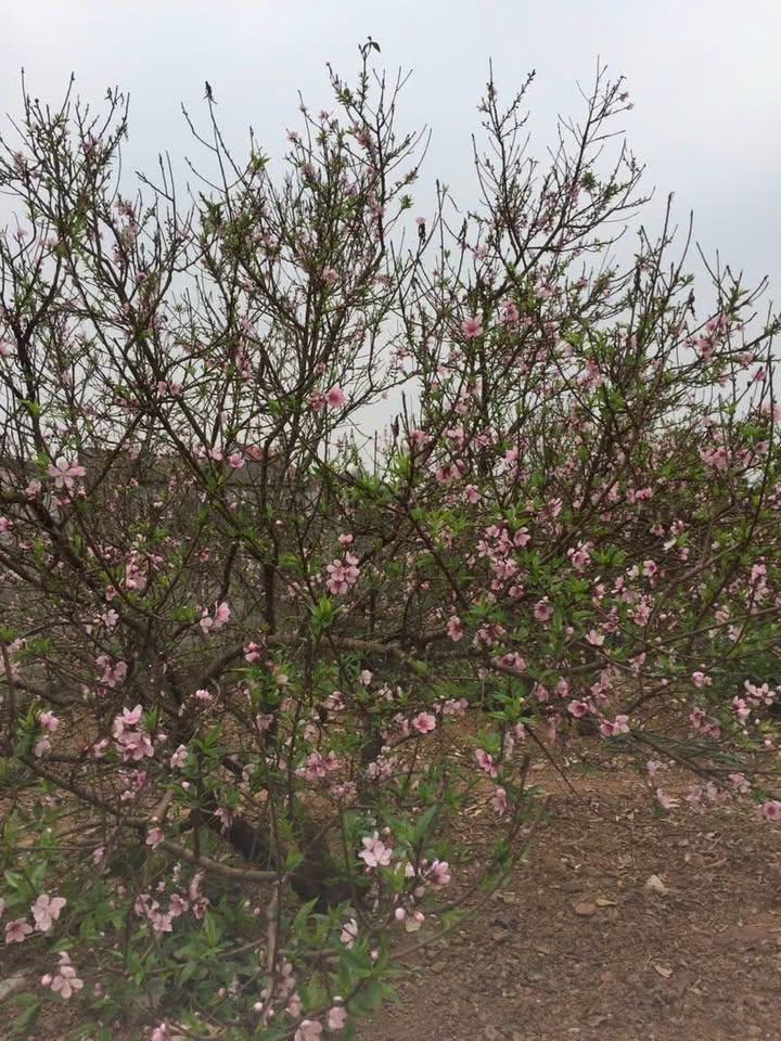 Đất mặt tiền 10m tại Lục Nam, Bắc Giang 316m² giá 2 tỷ - Sẵn sàng giao dịch!