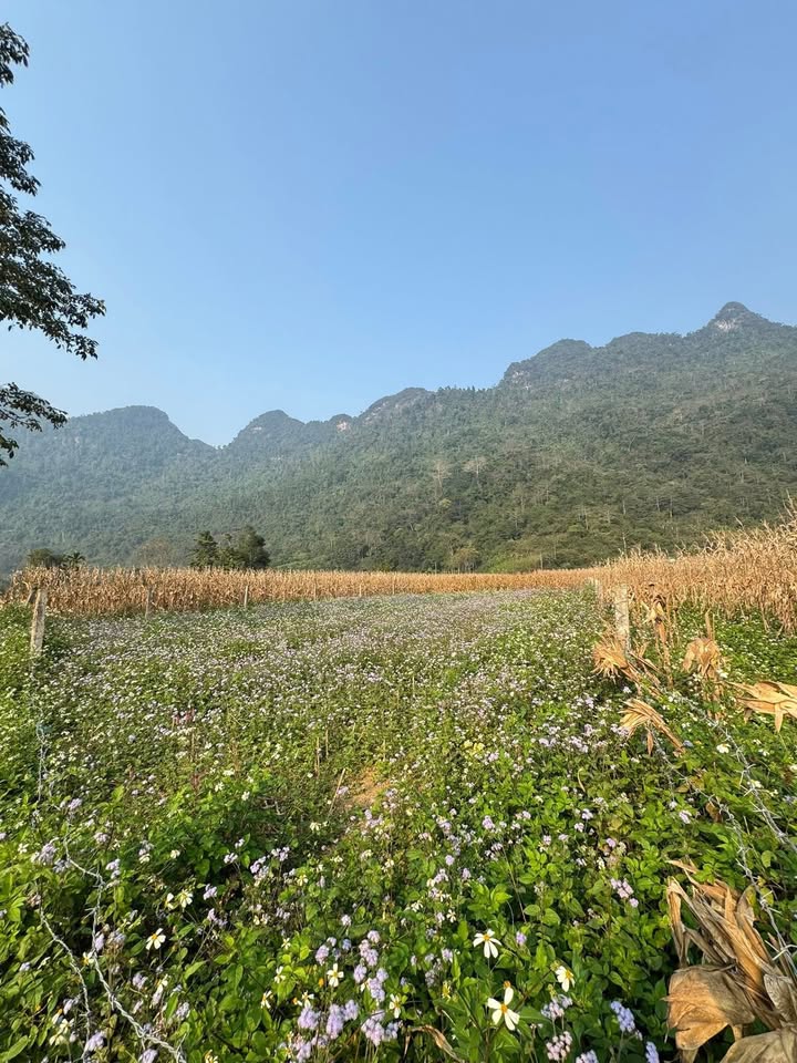 Đất nền Phong Quang, Bắc Quang, Hà Giang 1083m² giá chỉ 400 triệu - Đầu tư lý tưởng!