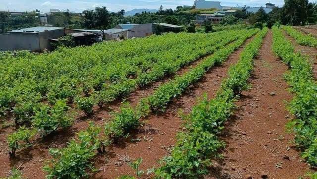 Đất thổ cư Phường 2, Bảo Lộc 491m² giá 2.7 tỷ - Đầu tư sinh lời tốt!