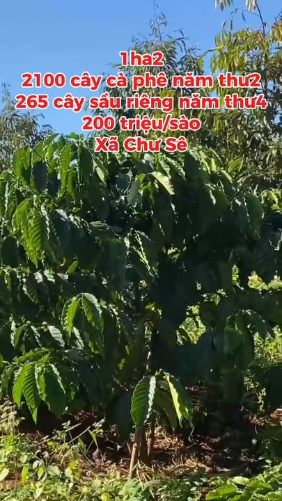 Đất nông nghiệp Chư Sê, Gia Lai 1,2ha giá 5,4 tỷ - Đầu tư sinh lời ngay!