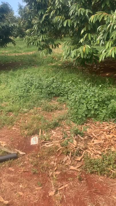 Farm 5ha tại Ia Dom, Đức Cơ, Gia Lai - Đầu tư sầu riêng sinh lời cao!