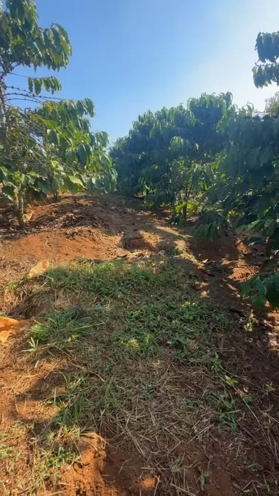 Farm cà phê 25200m² tại Hoài Đức giá 3.7 tỷ - Cơ hội đầu tư tuyệt vời!