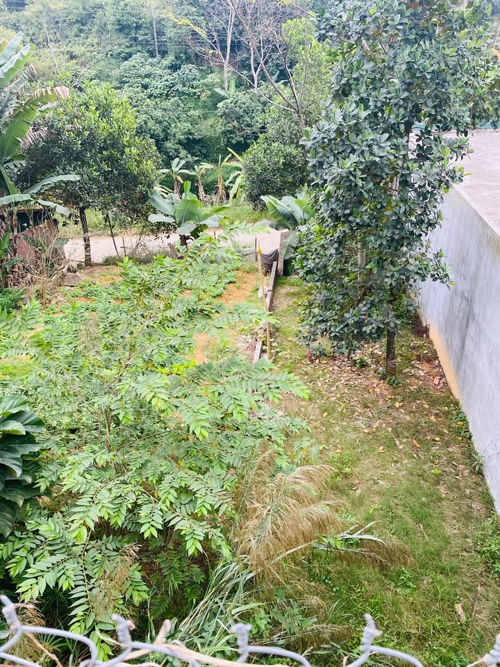 Đất thổ cư 200m² tại Thị trấn Thanh Ba - Giá chỉ 1.7 tỷ!