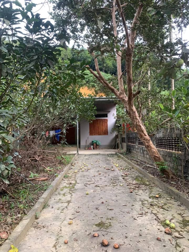 Trang trại 9117m² tại Thị Xã Nghĩa Lộ, Yên Bái - Đầu tư sinh lời cao!