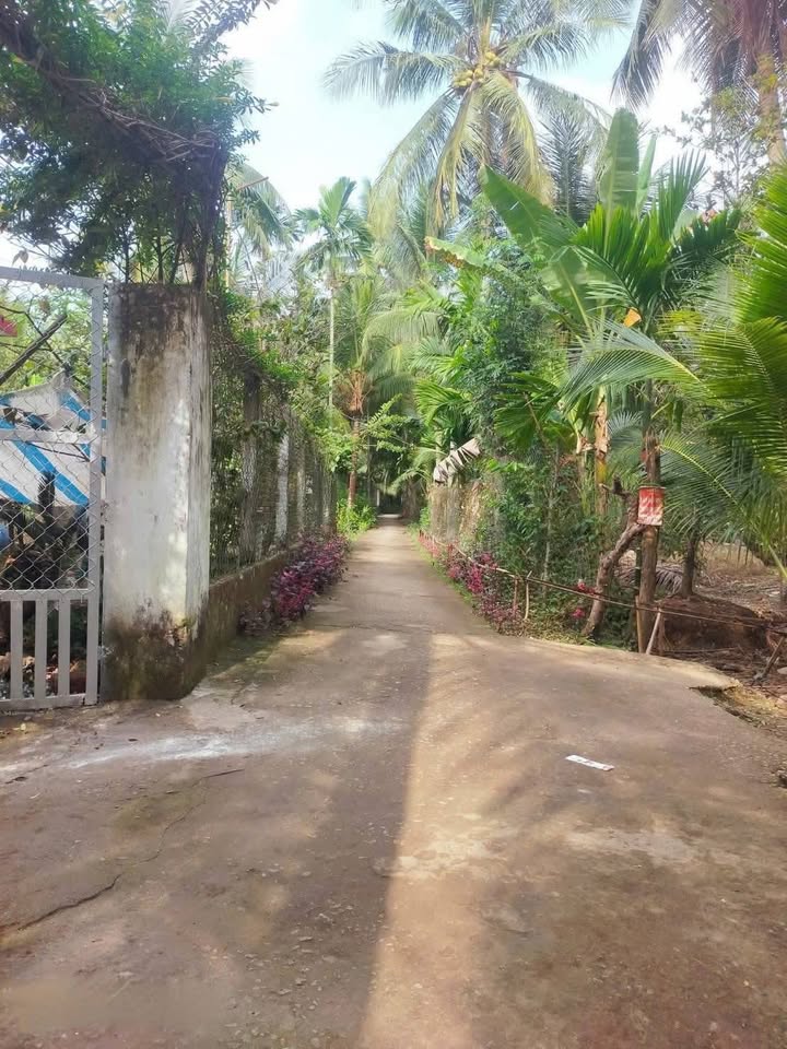 Đất vườn trồng dừa tại xã Thuận Điền, Giồng Trôm, Bến Tre 5.550m² - Giá tốt đầu tư!