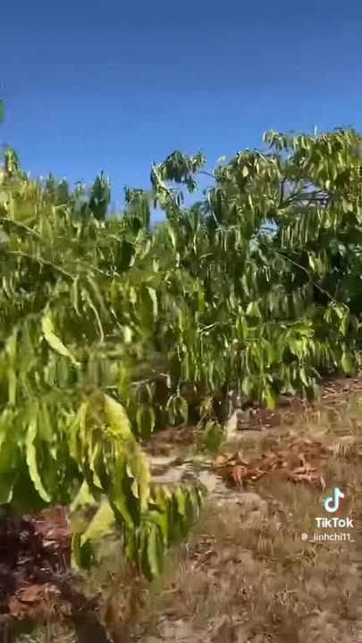 Bán rẫy cà phê tại Xã Hà Mòn, Huyện Đắk Hà - 3060m² giá 1 tỷ - Đầu tư sinh lời ngay!