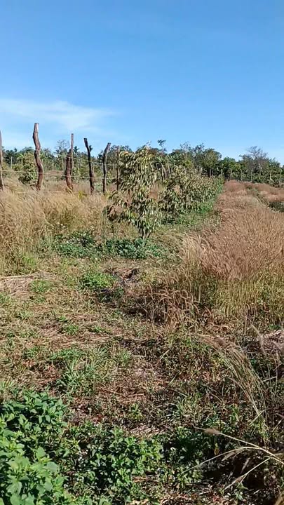 Farm 1.5ha tại Xã Ea H'leo, Đắk Lắk - Đất đẹp, giá tốt chỉ 5.8 tỷ!