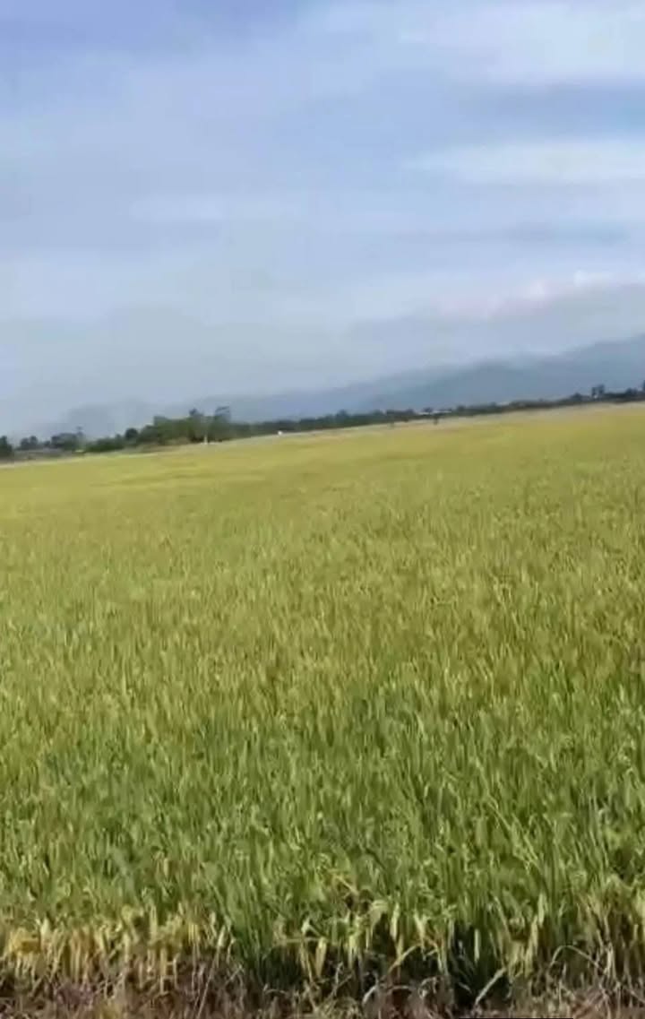 Đất nền Phú Thanh, Tân Phú, 12,960m² giá 460 triệu - Cơ hội đầu tư hấp dẫn!