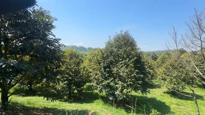 Đất nông nghiệp 20.000m² tại Đạ Lây, Lâm Đồng giá 6 tỷ - Cơ hội đầu tư sinh lời!