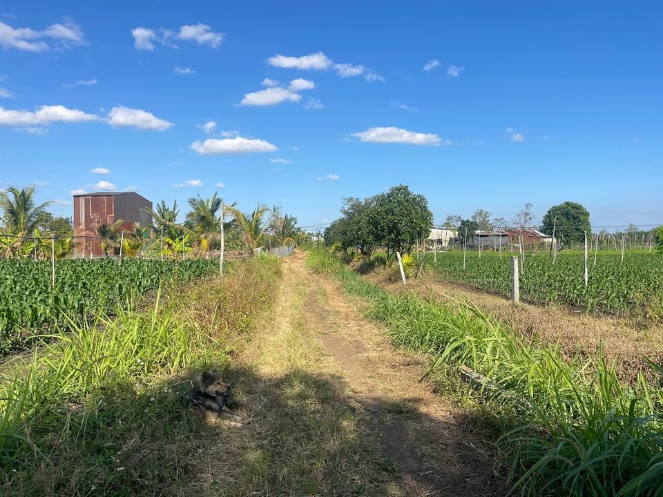 Đất nền Phường 4, Quận 4, 683m² giá 400 triệu - Cơ hội đầu tư tuyệt vời!