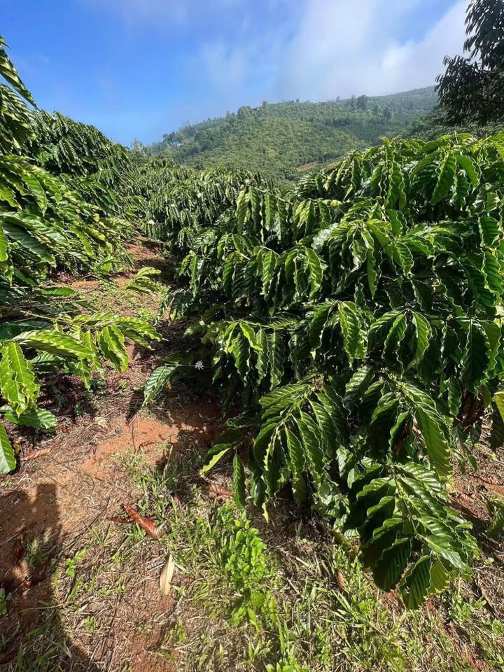 Đất nền Tân Lâm, Di Linh 90.000m² giá 3.9 tỷ - Cơ hội đầu tư tuyệt vời!