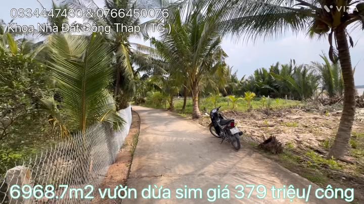 Vườn Dừa Sim Xã Tân Thới 6969m² giá 2.64 tỷ - VIEW SÔNG CỬA ĐẠI!