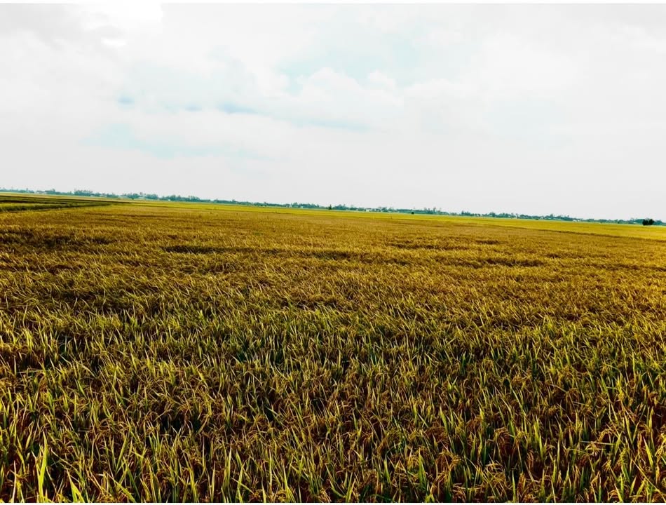 Đất nông nghiệp 9300m² tại ấp Tân Thuận B, Đồng Tháp - Giá thương lượng hấp dẫn!