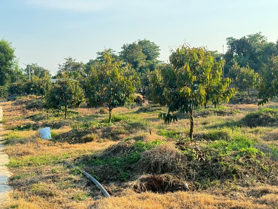 Đất nền 1 sào Phú Thịnh - Tân Phú - Đồng Nai giá 800 triệu - Đường bê tông xe ô tô vào tận nơi!