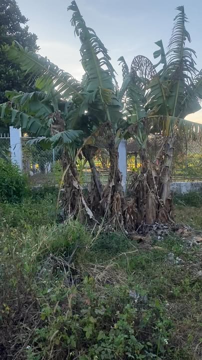 Đất thổ cư Buôn KomLeo, Đắk Lắk 2450m² giá 8.868 tỷ - Hàng hiếm view ruộng!