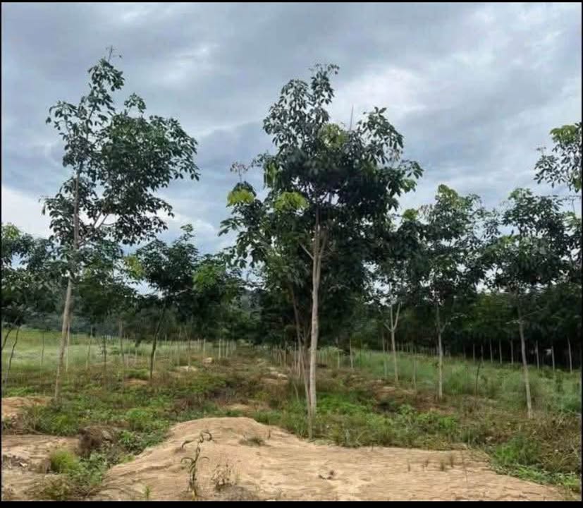 Rẫy cao su 1ha tại xã Đắk Blà giá 250 triệu - Đầu tư lý tưởng!