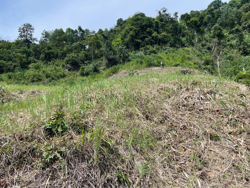 Đất vườn 1.2ha tại xã Hà Lâm, huyện Đạ Huoai giá 380 triệu - Cơ hội đầu tư hấp dẫn!