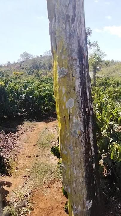 Đất cây lâu năm Thôn 3, Đạ Lây 12.000m² giá 2.5 tỷ - Cơ hội đầu tư hấp dẫn!