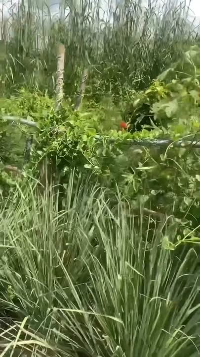 Nhà 400m² tại Xã Tân Phước, Huyện Gò Công Đông - Giá chỉ 800 triệu!