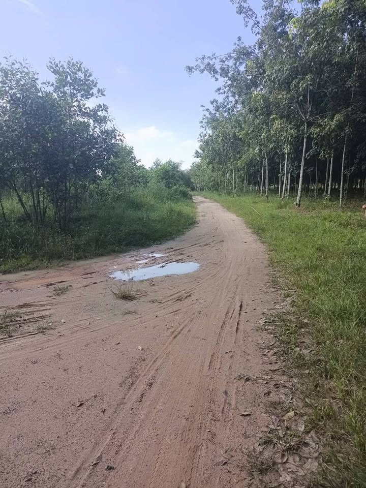 Đất nền 35,000m² tại Long Nguyên, Bình Dương giá 26 tỷ - Đầu tư sinh lời lý tưởng!
