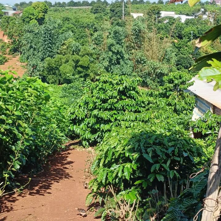 Đất nền 2.600m² tại xã Tân Hà, Lâm Hà - Giá chỉ 1.85 tỷ, sổ đỏ chính chủ!